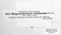 Stegonsporium cellulosum image